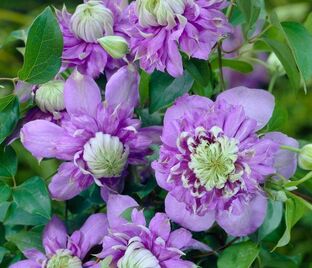 Клематис Блю Лайт / Clematis hybriden Blue Light