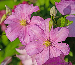 Клематис Комтесс Де Бушо / Clematis hybriden Comtesse De Bouchaud — фото 1