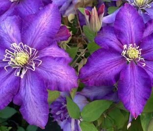 Клематис Даниель Деронда / Clematis hybriden Daniel Deronda — фото 1