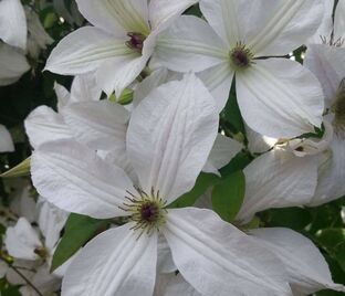 Клематис Форевер Френдс / Clematis hybriden Forever Friends — фото 1