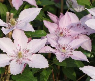 Клематис Хагли Хибрид / Clematis hybriden Hagley Hybrid — фото 1