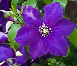 Клематис Джекмана / Clematis hybriden Jackmanii — фото 1