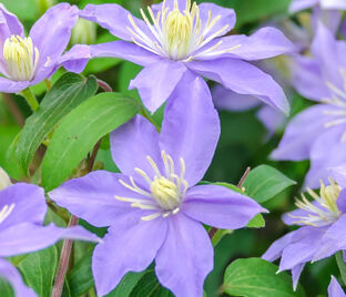Клематис Джуста / Clematis viticella Justa — фото 1