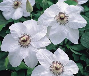 Клематис Мисс Бэйтман / Clematis hybriden Miss Bateman — фото 1