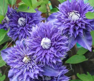 Клематис Мульти Блю / Clematis hybriden Multi Blue — фото 1