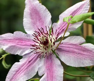Клематис Нелли Мозер / Clematis hybriden Nelly Moser — фото 1
