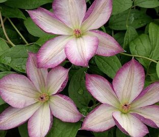 Клематис Перниль / Clematis hybriden Pernille — фото 1