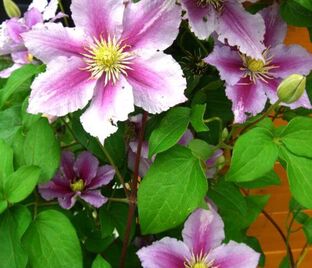 Клематис Пиилу / Clematis hybriden Piilu — фото 1