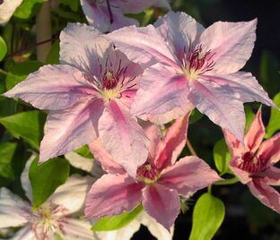 Клематис Пинк Фэнтази / Clematis hybriden Pink Fantasy — фото 1