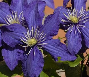 Клематис Рапсодия / Clematis hybriden Rhapsody — фото 1