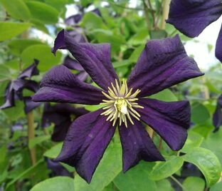 Клематис Романтика / Clematis hybriden Romantika — фото 1