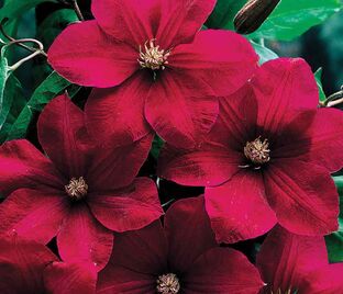 Клематис Рудж Кардинал / Clematis hybriden Rouge Cardinal — фото 1