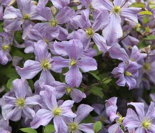 Клематис Так Много Лавандовых Цветов / Clematis hybriden Somany Lavender Flowers — фото 1