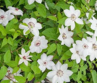 Клематис Так Много Белых Цветов / Clematis hybriden Somany White Flowers — фото 1