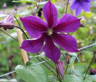 Клематис Стар Оф Индия / Clematis hybriden Star Of India — фото 1