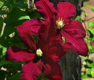 Клематис Волюцея / Clematis hybriden Voluceau — фото 1