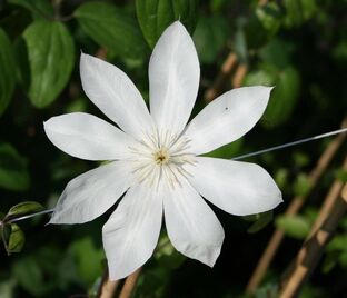 Клематис Вада'с Примроуз / Clematis hybriden Wada's Primrose
