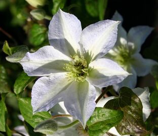 Клематис Юкикомачи / Clematis hybriden Yukikomachi — фото 1
