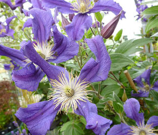 Клематис Блю Пируэт / Clematis integrifolia Blue Pirouette