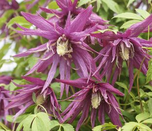 Клематис Октопус / Clematis macropetala Octopus — фото 1