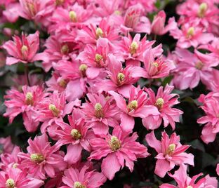Клематис Браутон Стар / Clematis montana Broughton Star