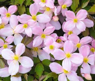 Клематис Рубенс / Clematis montana Rubens — фото 1