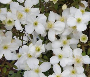 Клематис Спринг Джой / Clematis montana Spring Joy — фото 1