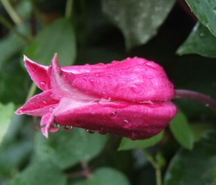 Клематис Кёнингин Максима / Clematis texensis Koningin Maxima — фото 1
