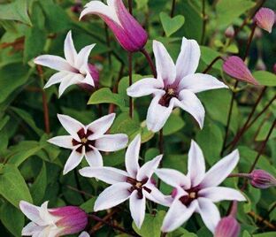 Клематис Принцесса Кейт / Clematis texensis Princess Kate — фото 1
