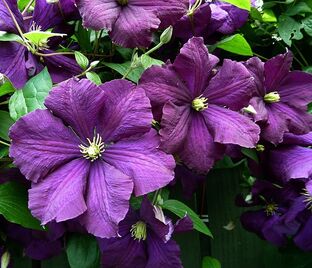 Клематис фиолетовый / Clematis viticella — фото 1