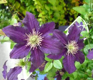 Клематис Этуаль Виолетт / Clematis viticella Etoile Violette — фото 1