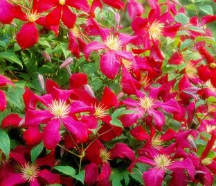 Клематис Мадам Джулия Корревон / Clematis viticella Madame Julia Correvon — фото 1