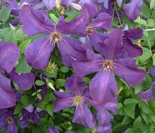 Клематис Полиш Спирит / Clematis viticella Polish Spirit — фото 1