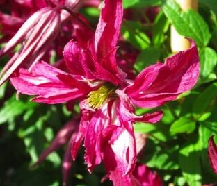 Клематис Розалин / Clematis viticella Rosalyn — фото 1