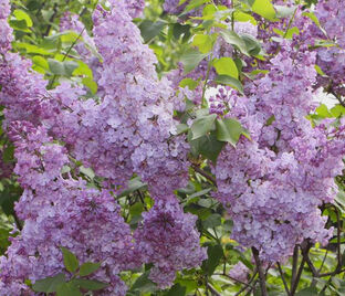 Сирень "Аметист" / Syringa vulgaris "Amethist"