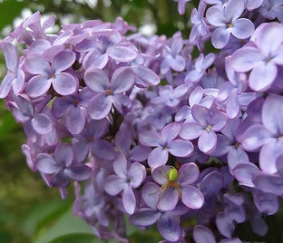 Сирень "Аметист II" штамбовая / Syringa vulgaris "Ametist II"