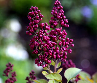 Сирень "Анденкен ан Людвиг Шпет" штамбовая / Syringa vulgaris "Andenken an Ludwig Spath"