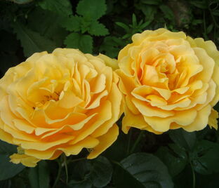 Роза Amber Queen (Амбер Куин)