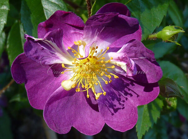 Роза Veilchenblau (Велченблау) — фото 1