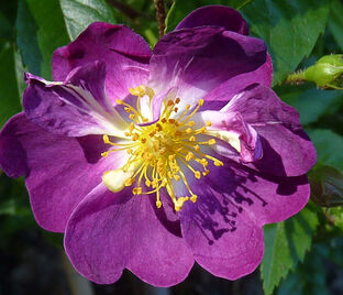 Роза Veilchenblau (Велченблау)