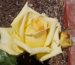 Роза Santa Fe (Санта Фе) — фото 1