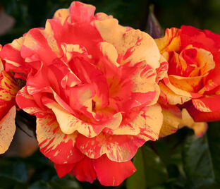 Роза Sorbet Fruite (Сорбет Фруите) — фото 1