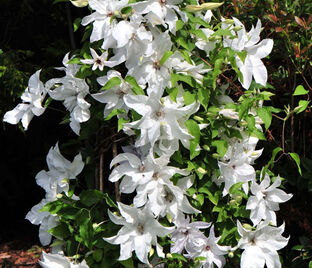 Клематис Бьютифул Прайд / Clematis Beautiful Bride