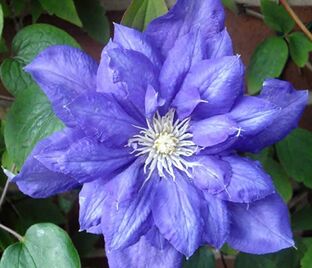 Клематис Бьюти Оф Ворчестер / Clematis Beauty of Worcester