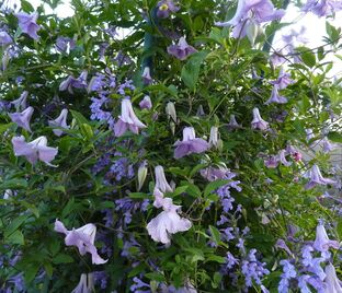 Клематис Бетти Корнинк / Clematis Betty Corning