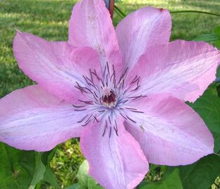 Клематис Бешчады Эёрсквейк / Clematis Bieszczady Earthquake
