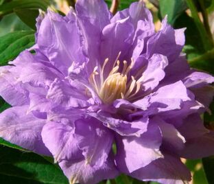 Клематис Блю Экпложн / Clematis Blue Explosion
