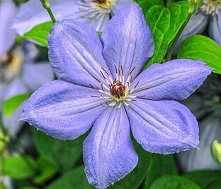 Клематис Блю Пиллар / Clematis Blue Pillar
