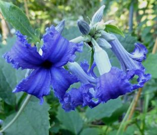 Клематис Кассандра / Clematis Cassandra — фото 1