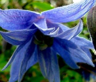 Клематис Сесиль / Clematis Cecile — фото 1